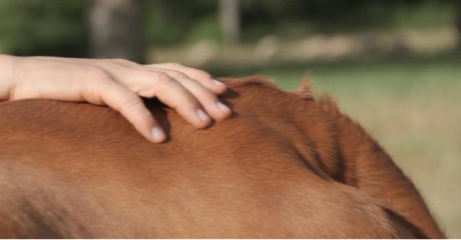 Une main posée sur la croupe d'une vache.